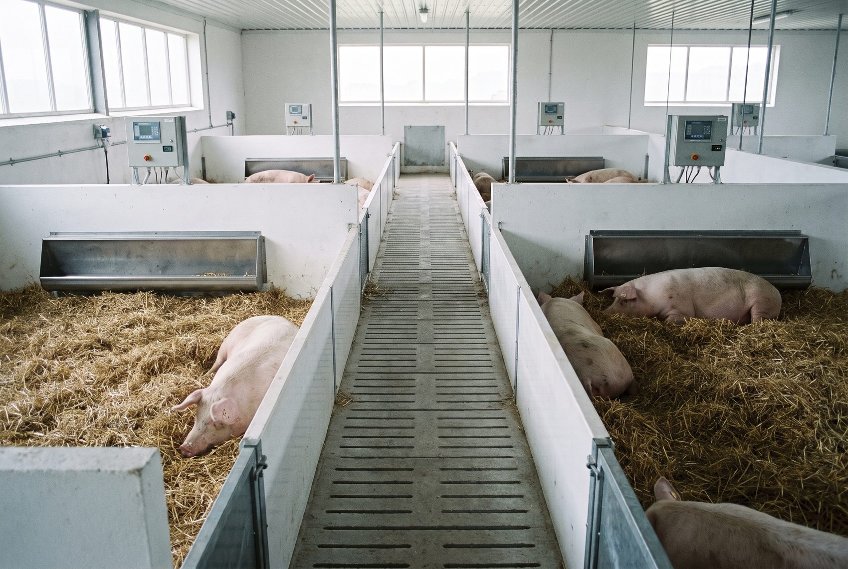 Inside the loose-housing sow unit: a long, spotless central aisle with group-housed sows resting on straw in pens either side.